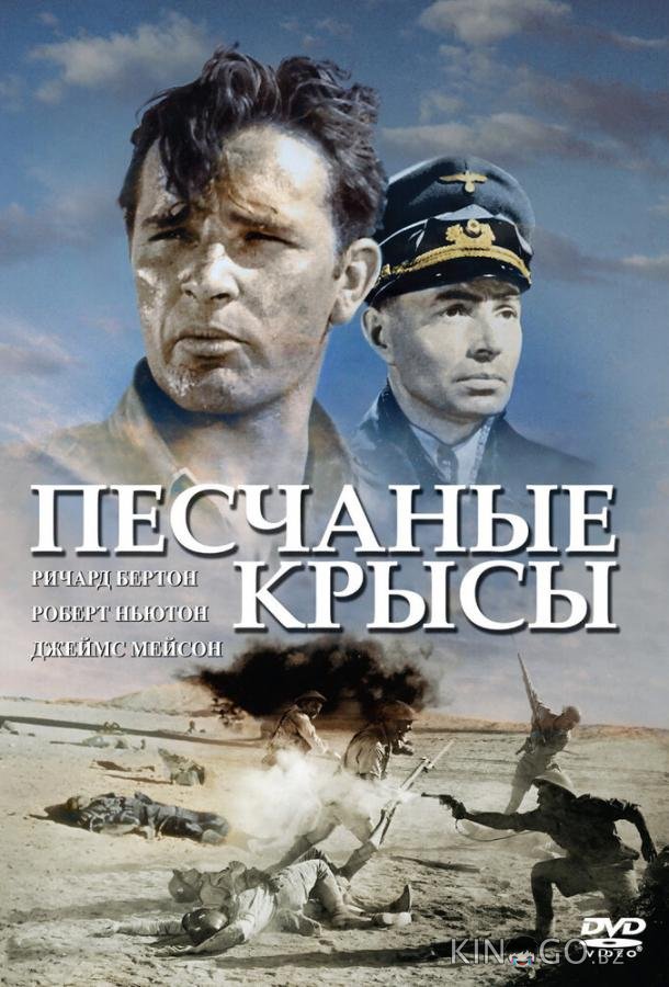 Песчаные крысы 