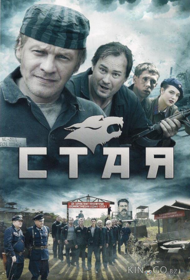 Стая 1 8