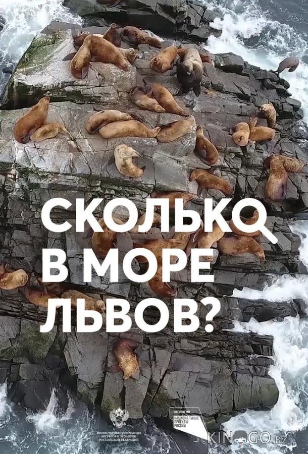 Сколько в море львов? 