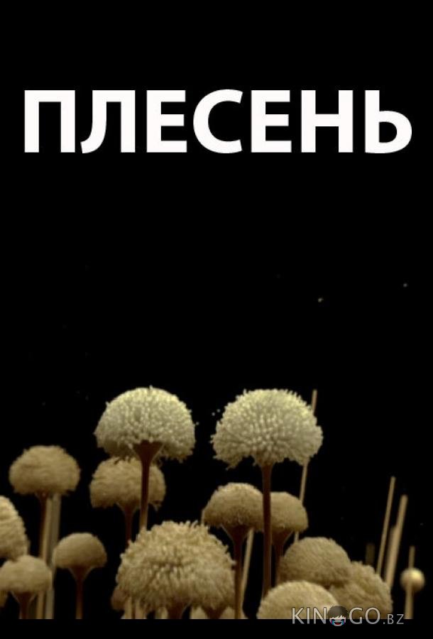Плесень 