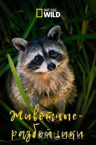 Животные-разбойники 