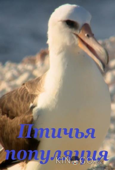 Птичья популяция 