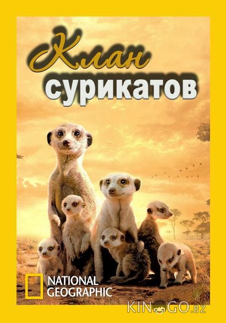 National Geographic. Клан сурикатов 