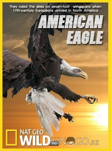 National Geographic. Белоголовый орлан 