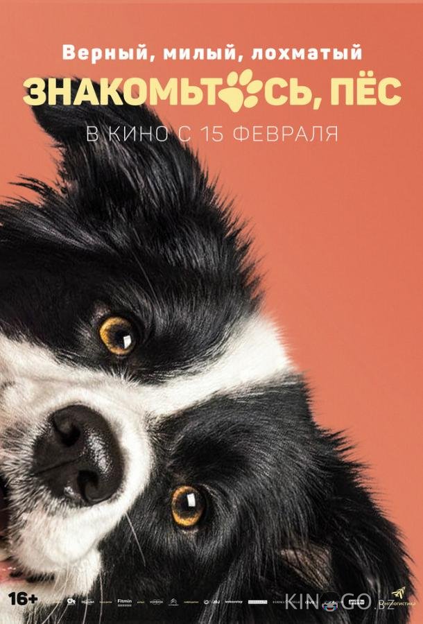 Знакомьтесь, пёс 